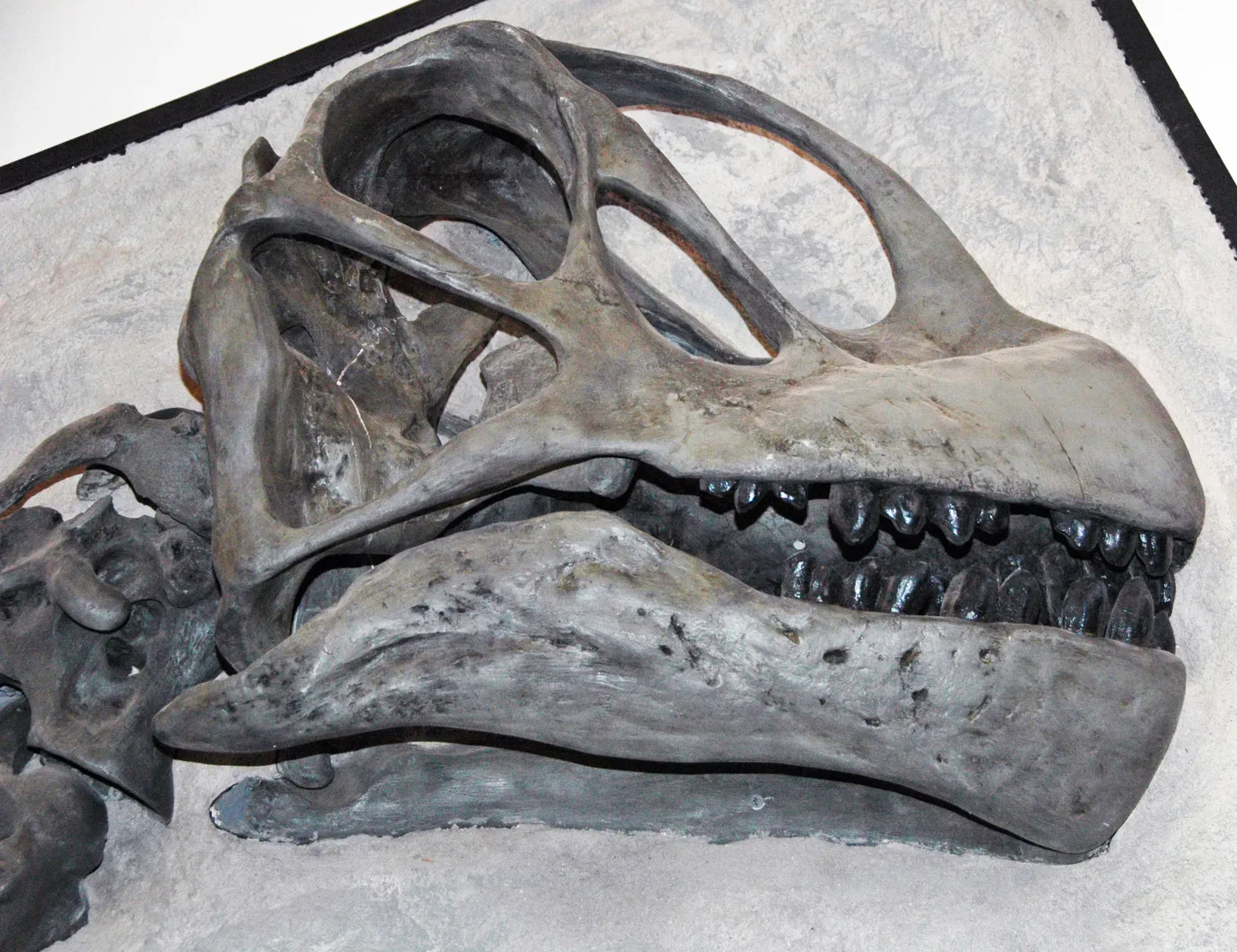 Climate Indicators: Reading Earth's Atmosphere Through Dinosaur Teeth (Image Credits: Wikimedia)
