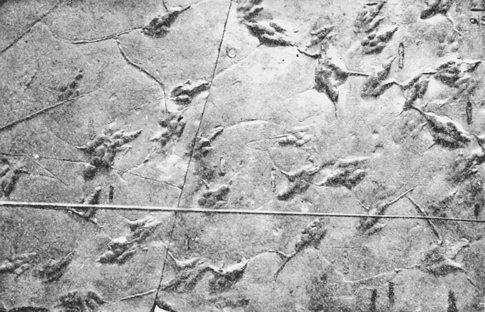 The NASA Parking Lot Revelation (Image Credits: Wikimedia)