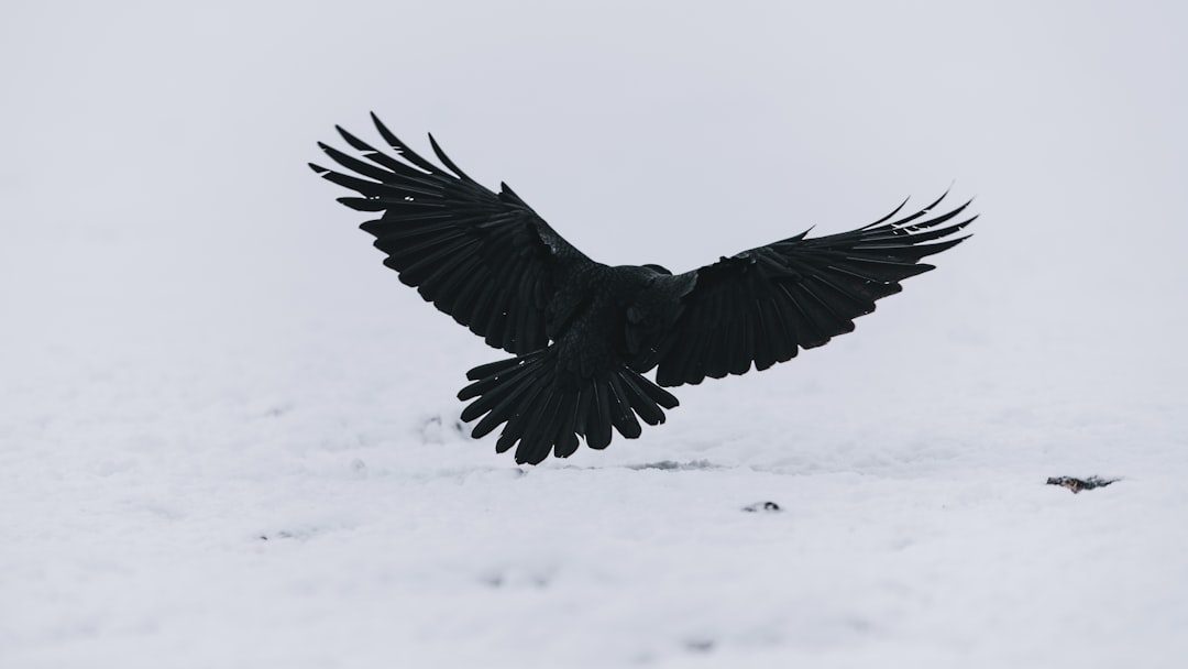 Black Admirers Channel the Mysterious Raven (Image Credits: Unsplash)