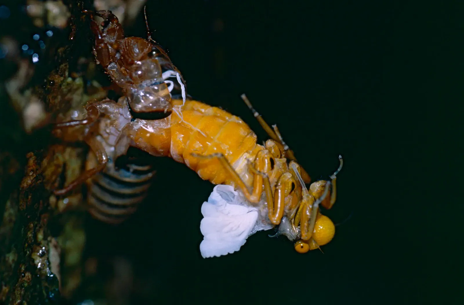 #10 Insect Remains, Shells, and Tiny Exoskeletons (Black and Golden Cicada (Huechys fusca) emerging at night from nymph exoskeleton, CC BY-SA 2.0)