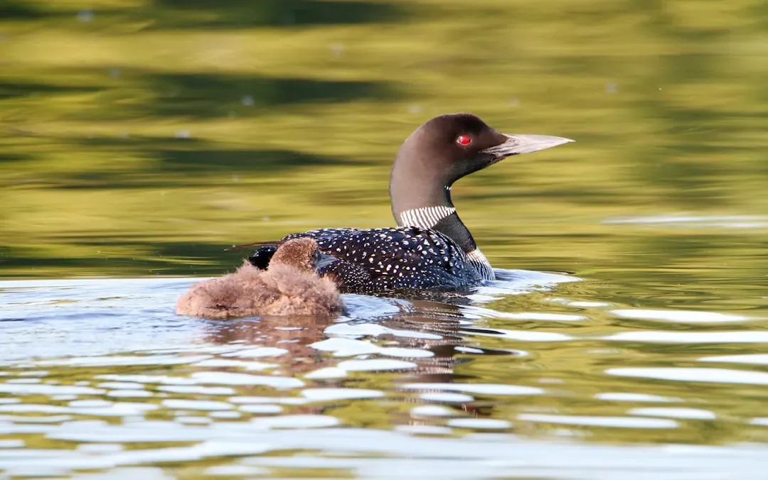 Pisces – The Common Loon (Image Credits: Unsplash)