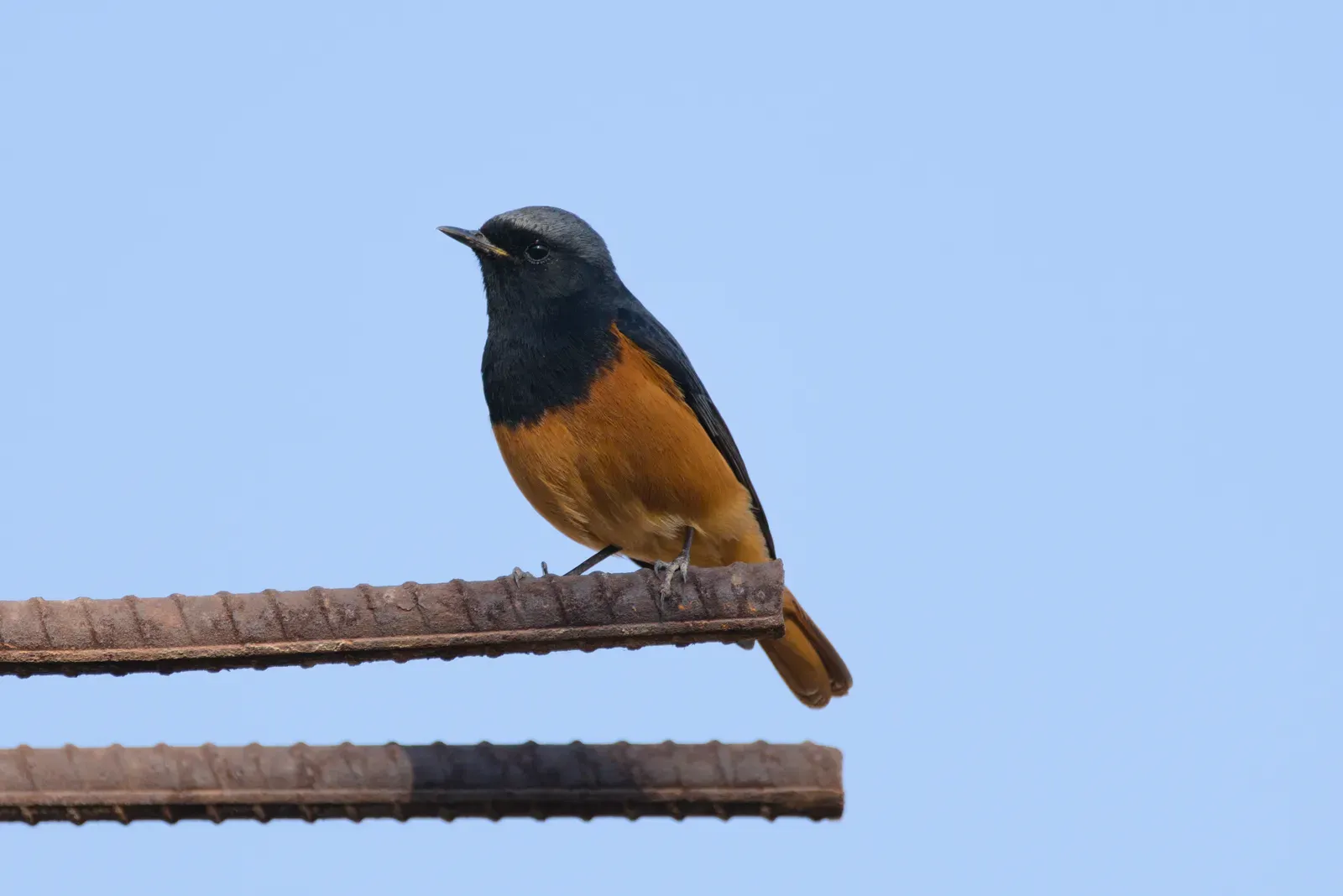 #3 - Redstarts Were Believed to Physically Transform Into Robins (By Satdeep Gill, CC BY-SA 4.0)