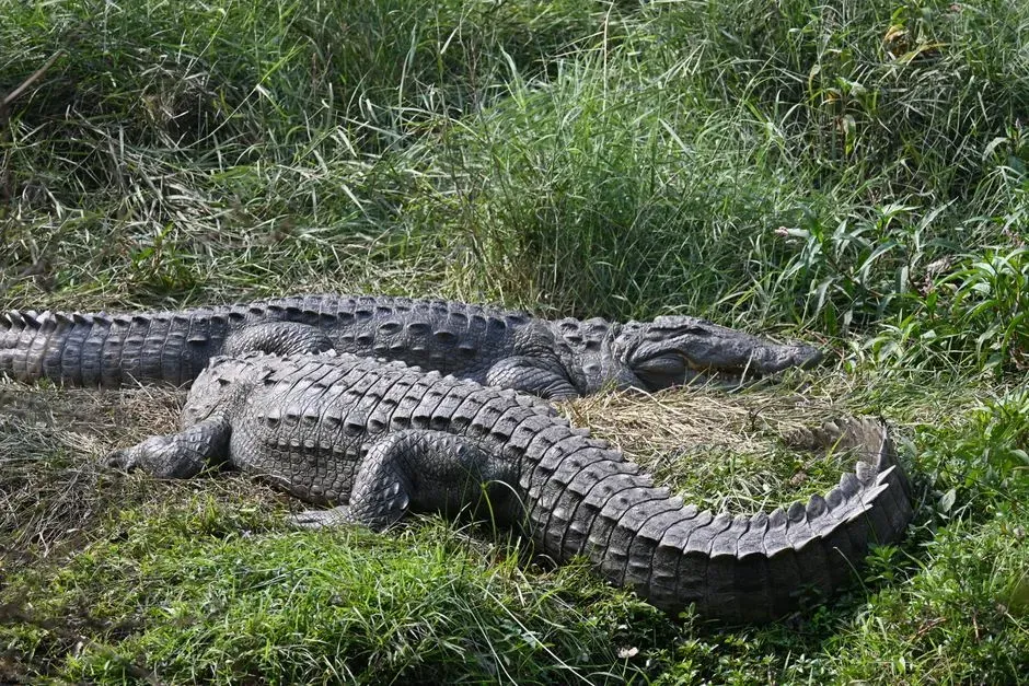 Crocodilians: Armored Survivors Turned Tourist Attractions (Image Credits: Pexels)