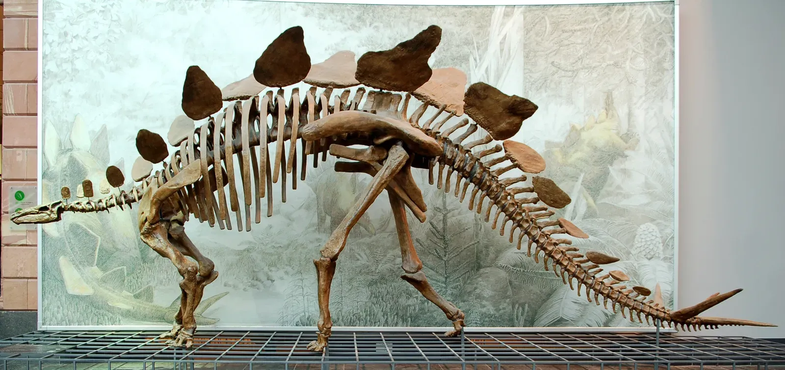 #8 - Stegosaurus: Tail Dragger Turned Lethal "Thagomizer" Wielder (Self-photographed, CC BY-SA 2.5)