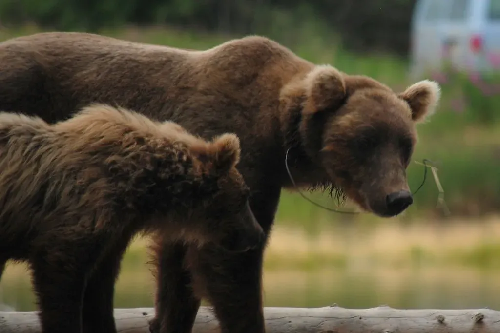 The Bear: Strength, Protection And Self-Reflection (Image Credits: Flickr)