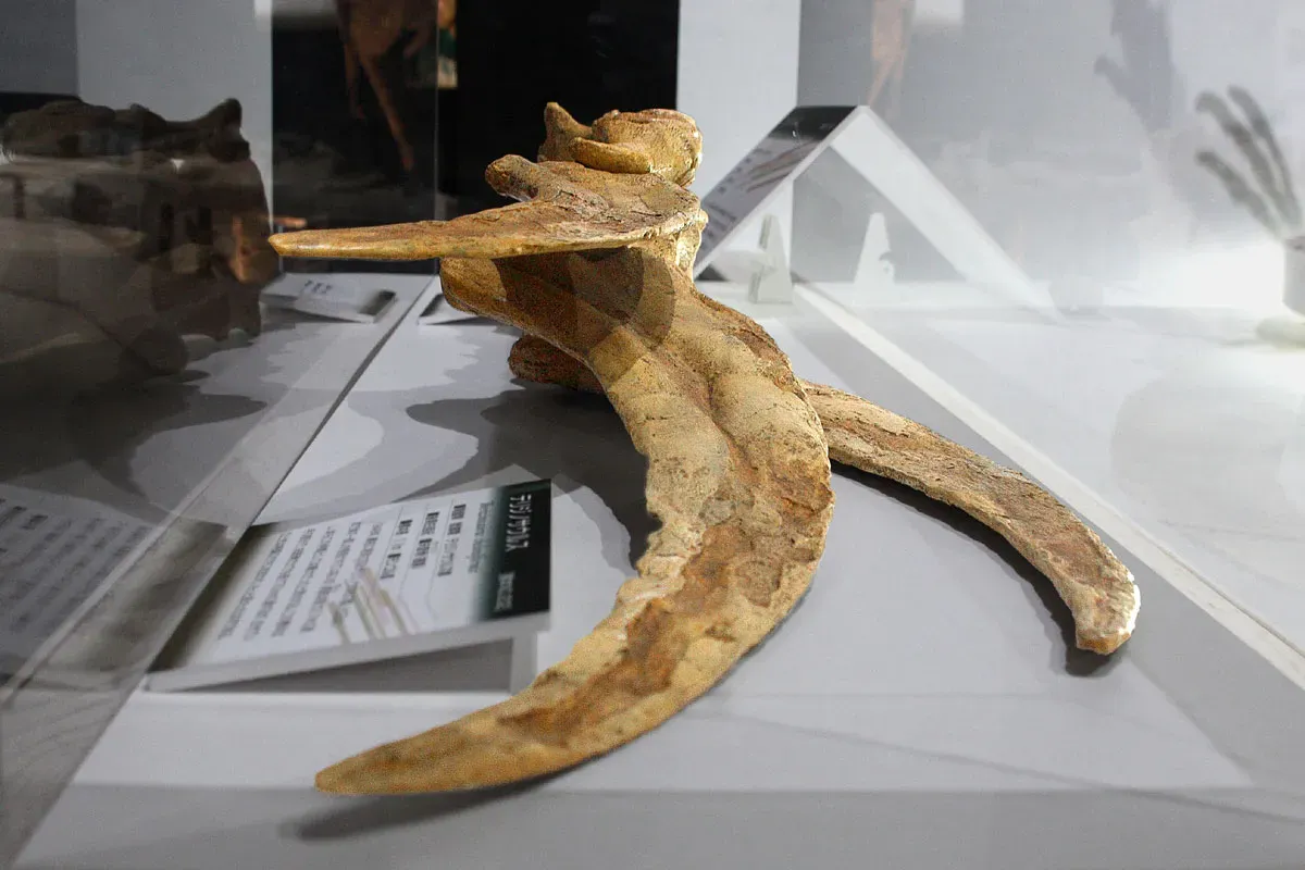 9. Therizinosaurus: Horror-Movie Claws on a Body Nobody Agrees On (By Kabacchi, CC BY 2.0)