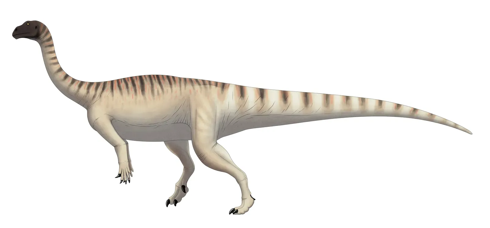 Mussaurus Patagonicus: Evidence of Age-Based Social Groups Dating Back Millions of Years (Image Credits: Wikimedia)