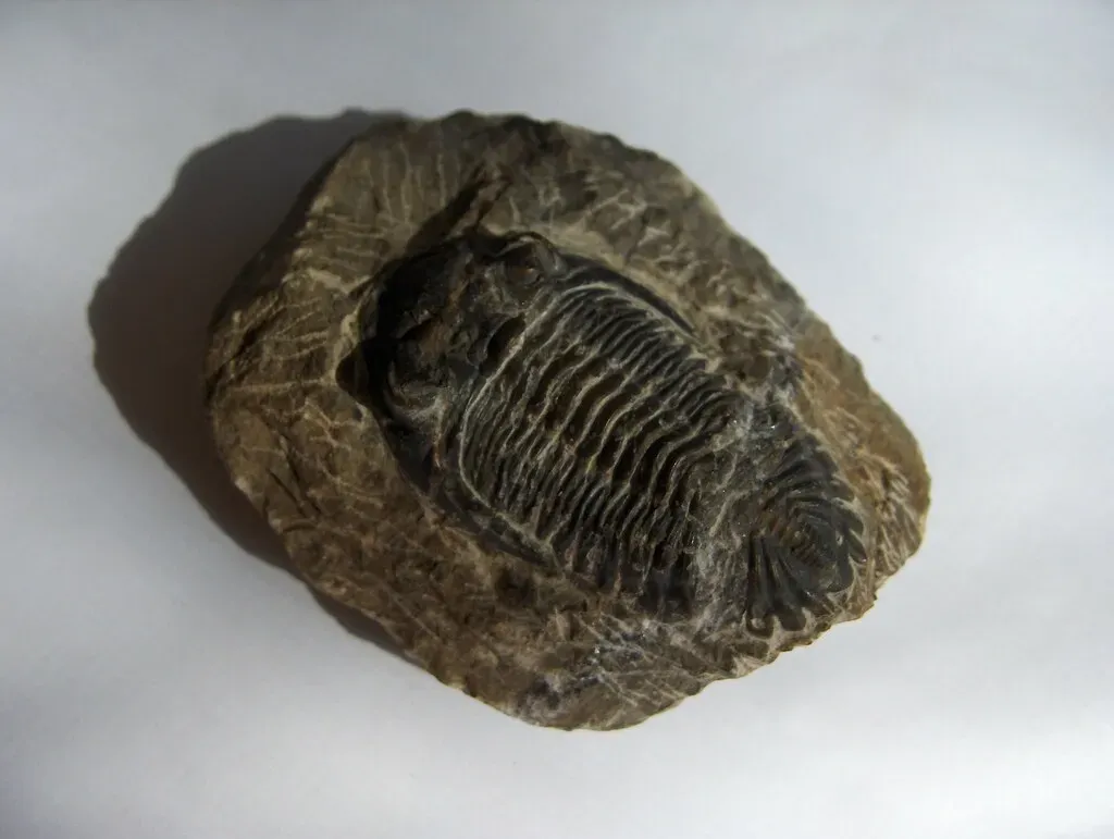 Monster Arthropods and Alien Invertebrates: The Cambrian and Ordovician Freak Show (Joanna Bourne author, Flickr, CC BY 2.0)