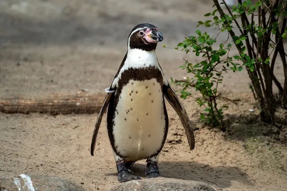 #11 Staying Cool in the Heat with Blood‑Cooled Feet and Clever Posture (Image Credits: Pexels)