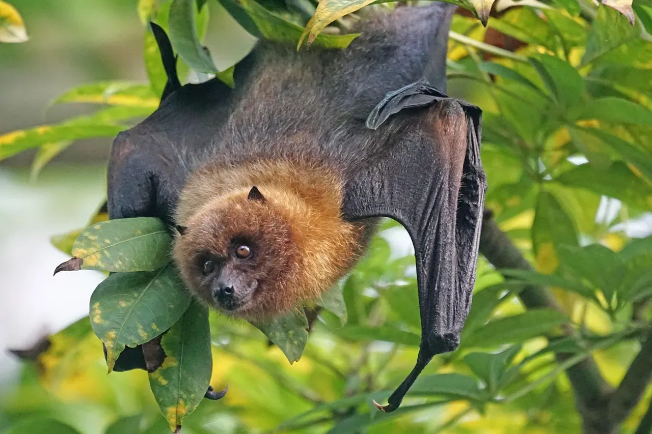 #6 - A Bat's Personal GPS Route (Image Credits: Pixabay)