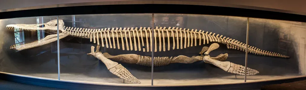 Massive Size, but Also a Lesson in Scientific Humility (timsackton, Flickr, CC BY-SA 2.0)