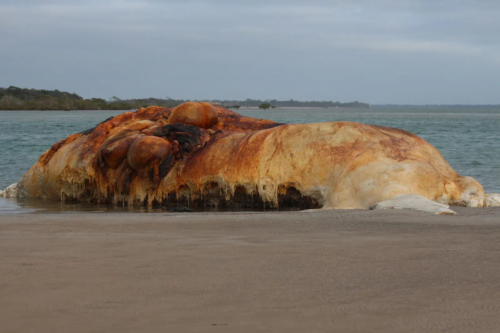 5. Washed-Up Mystery Carcasses And “Globster” Cases (By Maggie Francic, CC BY-SA 4.0)