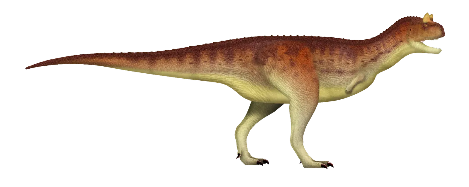 Carnotaurus: The Bull-Horned Speedster (Image Credits: Wikimedia)