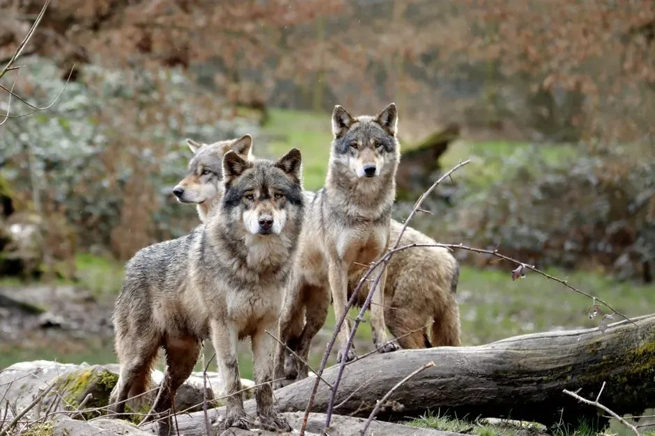 #3 - A Wolf Pack Is Just a Family, Not a Battlefield (Image Credits: Pexels)