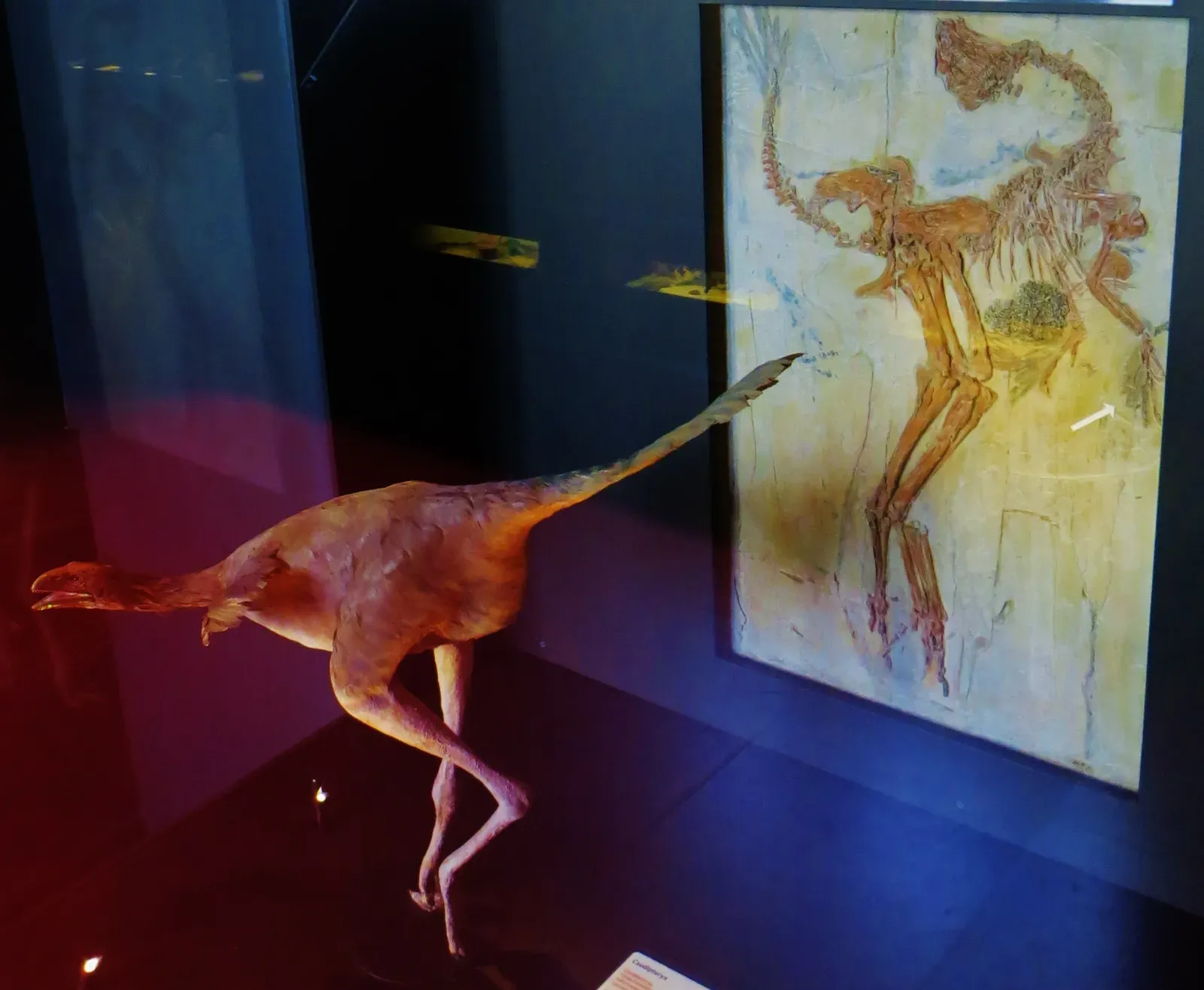 #9 - The "Feathered Dinosaur" Exhibit With No Actual Feathers (By Ghedoghedo, CC BY-SA 4.0)