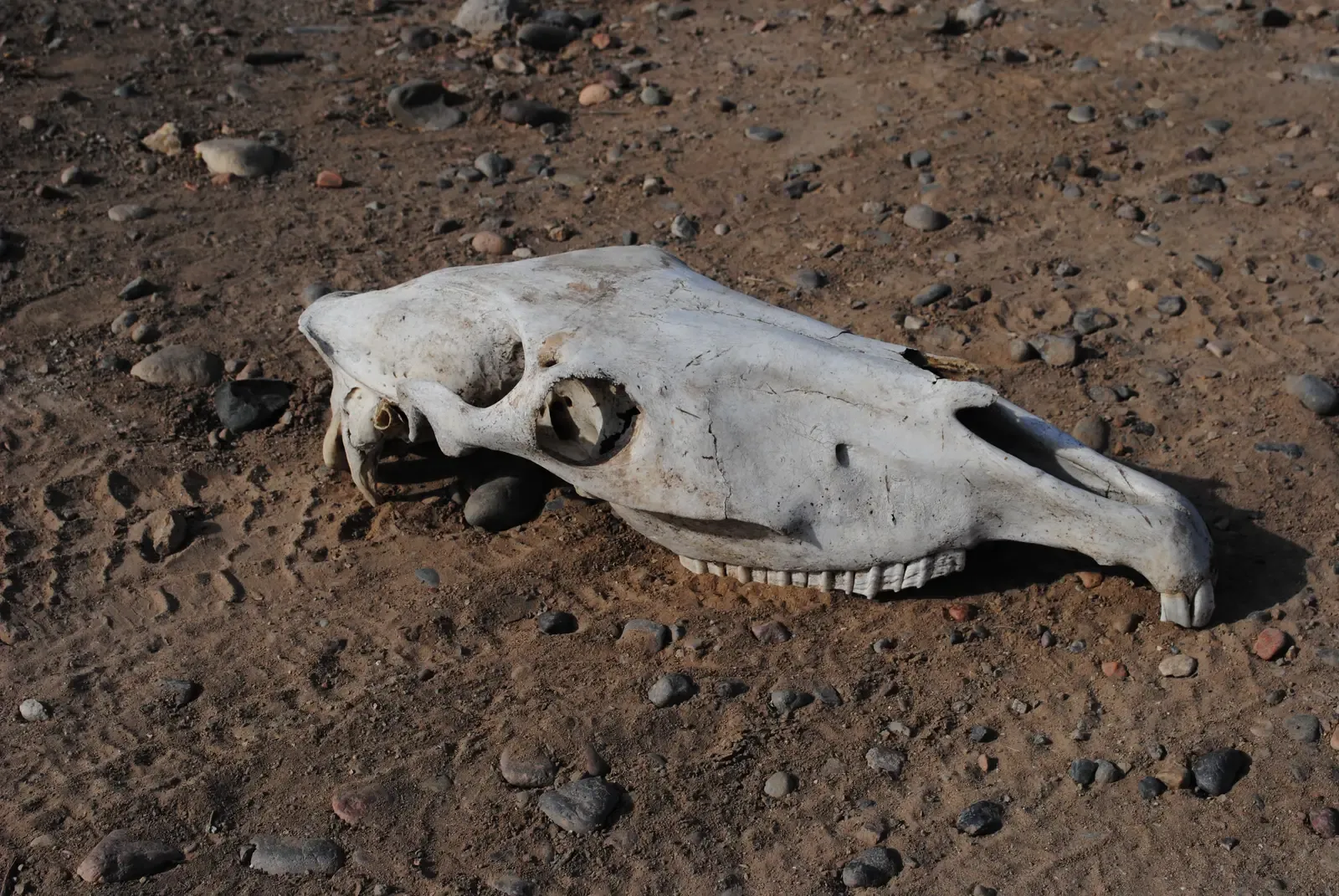 #8 - Horse Skulls Buried Beneath the Floor (By Wer?Du?!, CC BY-SA 3.0)