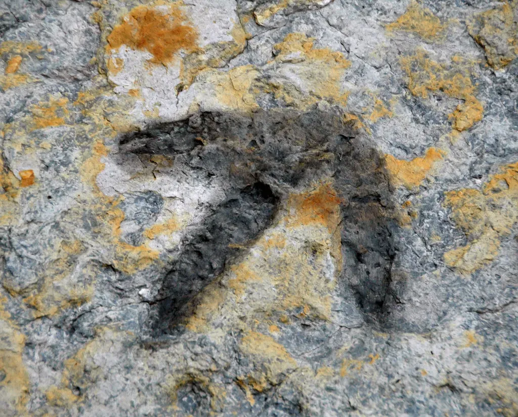 Footprints and Trackways: Reading the Gait of Giants (James St. John, Flickr, CC BY 2.0)