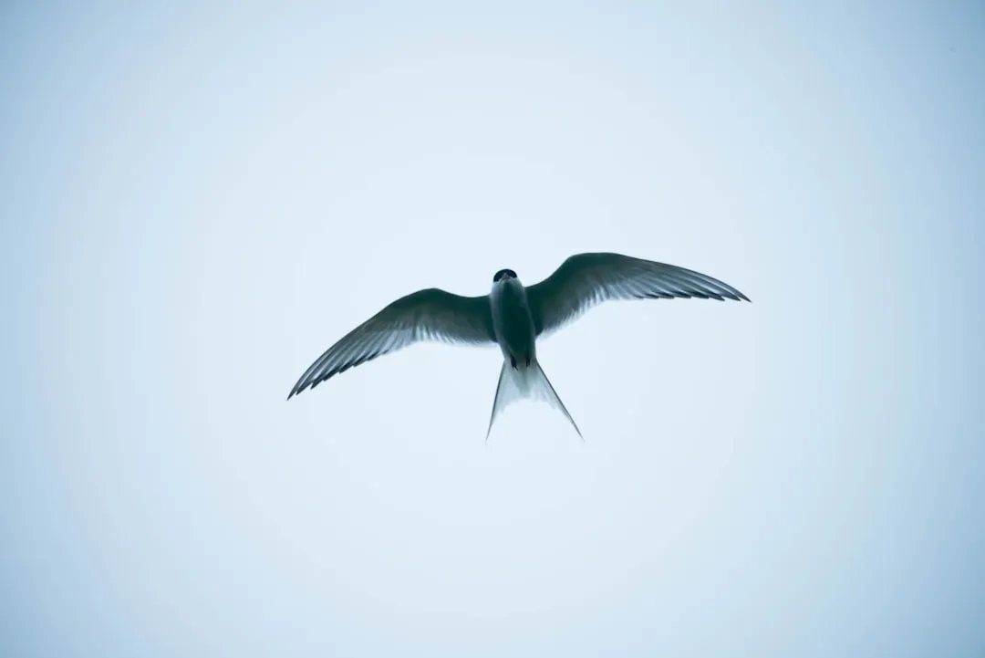 Gemini: The Swallow – Social, Restless, and Always in the Air (Image Credits: Unsplash)