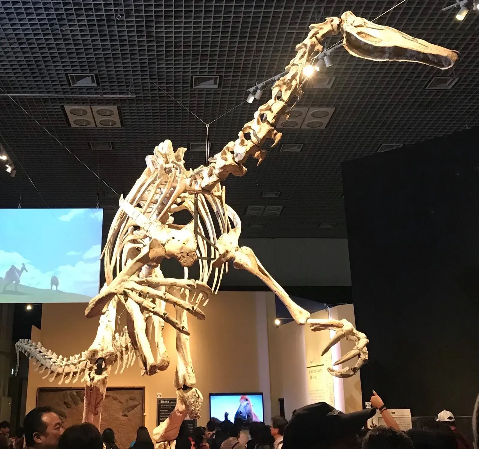 4. Deinocheirus: The Dinosaur That Looked Like A Mash‑Up (Image Credits: Wikimedia)