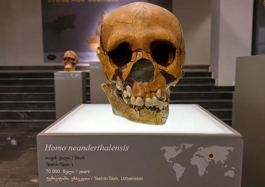 #10 - Neanderthals: The "Dumb Brute" Myth That Anthropologists Are Still Undoing (Image Credits: Unsplash)
