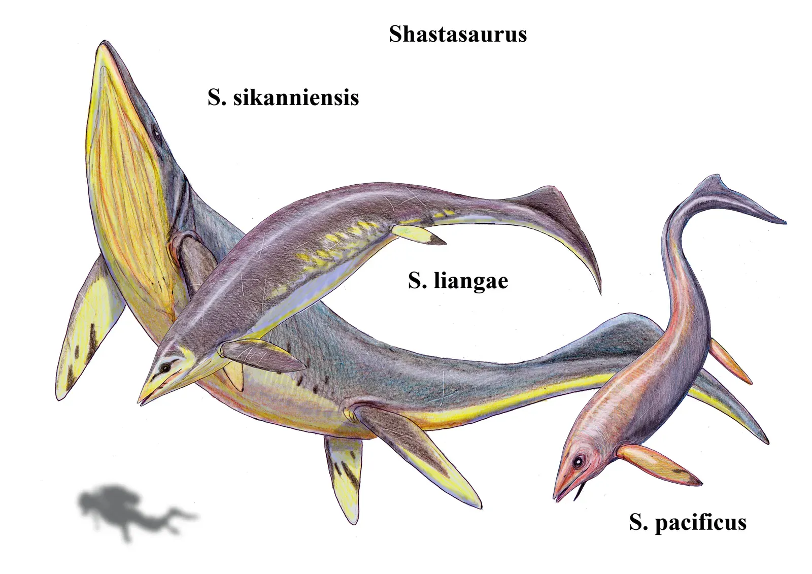 Shonisaurus / Shastasaurus – The Whale‑Sized Ichthyosaur Giants (By DiBgd, CC BY-SA 4.0)
