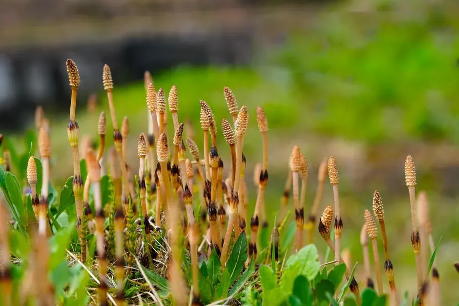 #4: Horsetails – Ancient “Scouring Rushes” in the Wet Corner (Image Credits: Pexels)