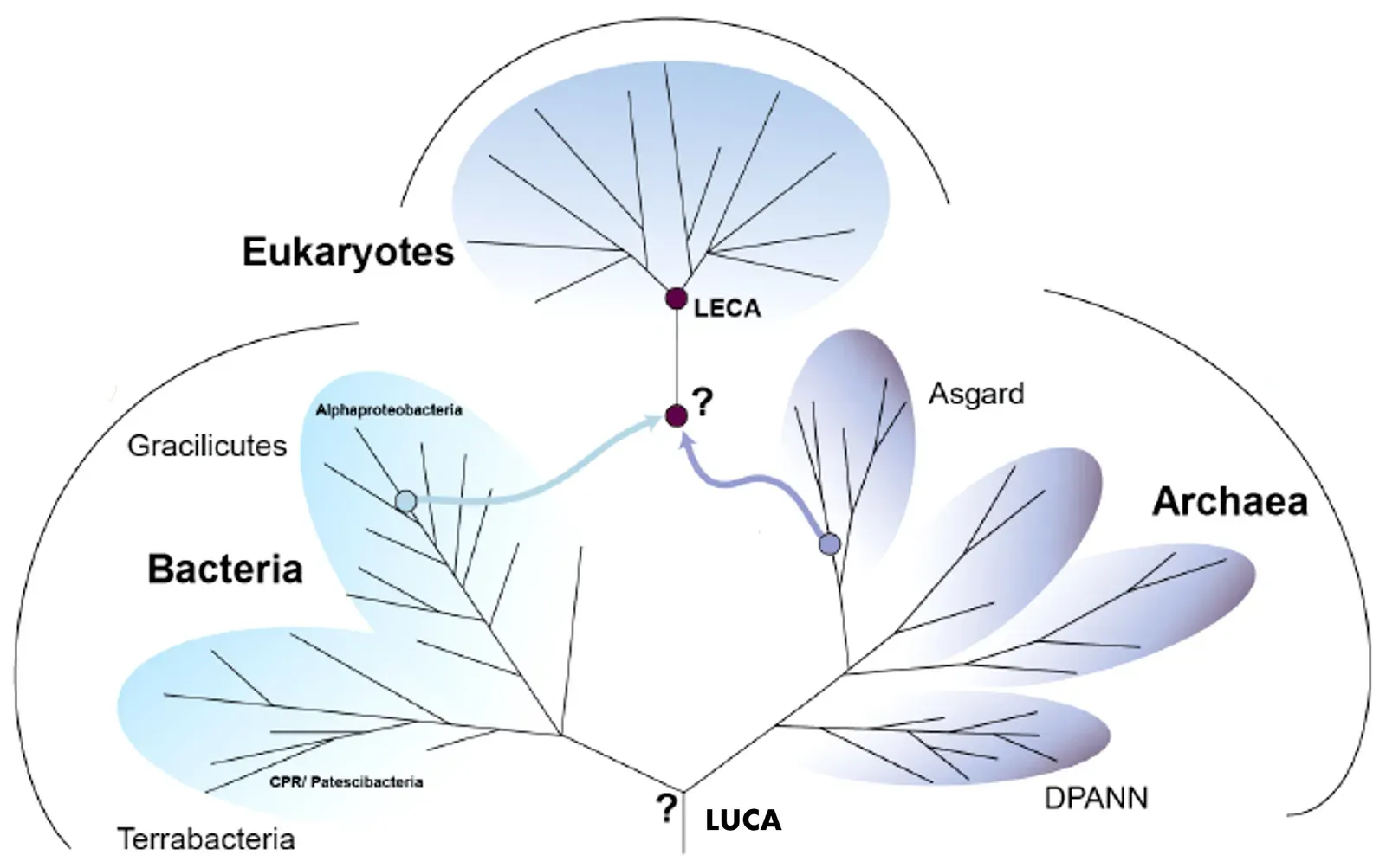 The Protosterol Biota: Predators Before Animals Even Existed (Image Credits: Wikimedia)