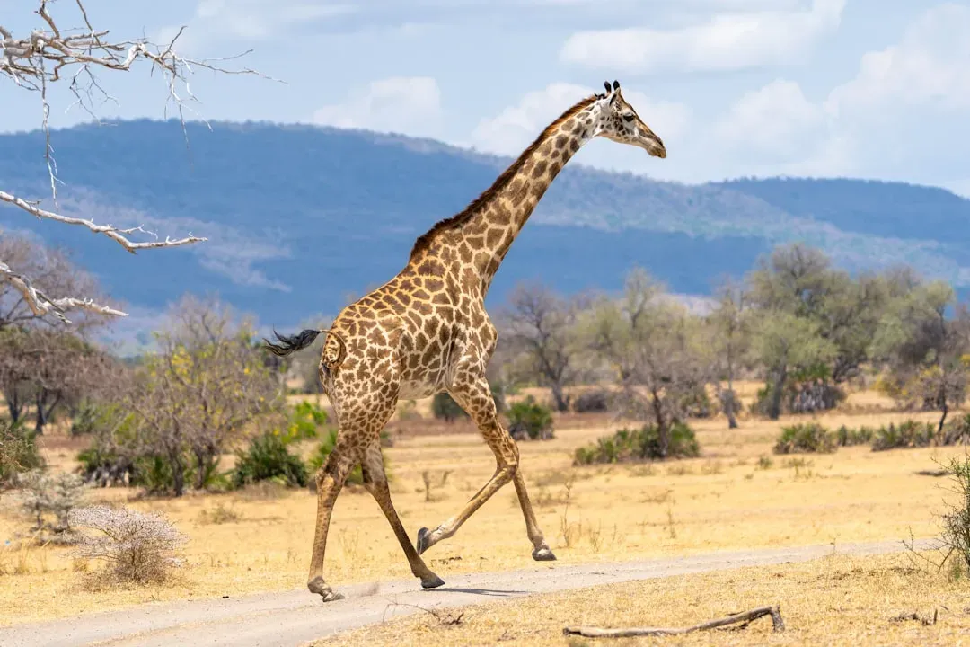 Balancing Acts: Legs, Posture, And Movement (Image Credits: Unsplash)