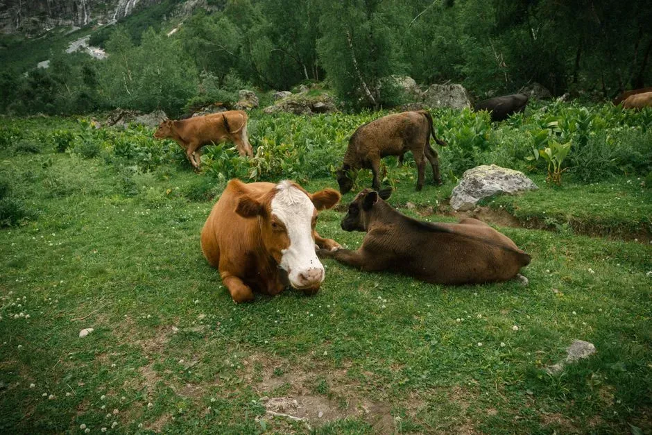 #9 - Wolves Are Wiping Out Cattle Herds Across the West (Image Credits: Pexels)