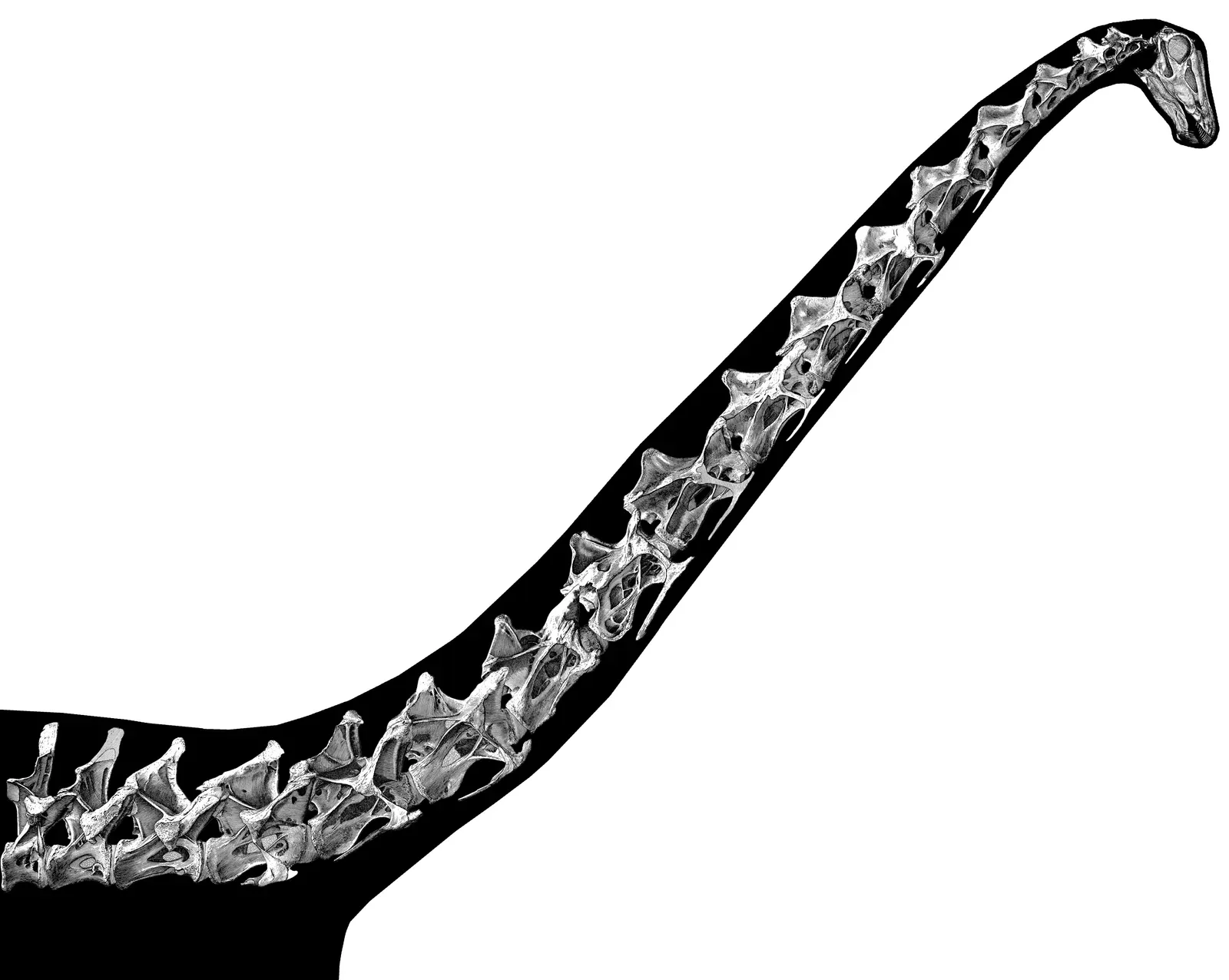 The Biomechanical Puzzle of Sauropod Necks (Image Credits: Wikimedia)