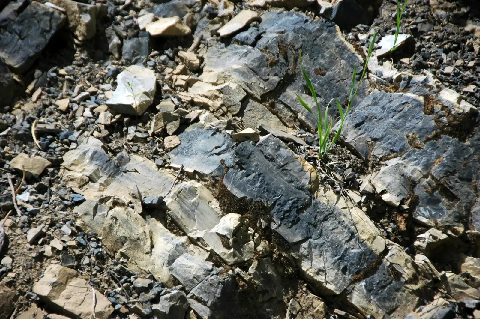 Sedimentary Rock Composition and Texture (Image Credits: Wikimedia)