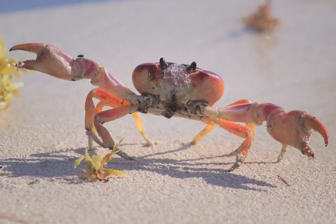Cancer Moon – The Protective Crab (Image Credits: Unsplash)