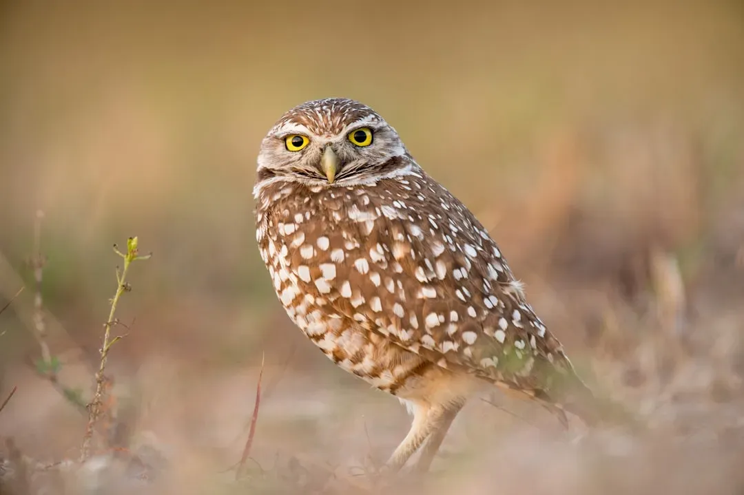 #11 - Burrowing Owls Actually Track How Fast Cities Expand Around Them (Image Credits: Unsplash)