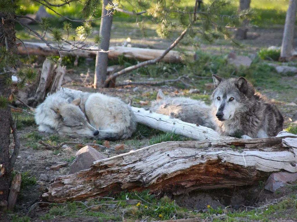 #4 - Killing Off a Keystone Species Doesn't Always Collapse an Ecosystem (jurvetson, Flickr, CC BY 2.0)