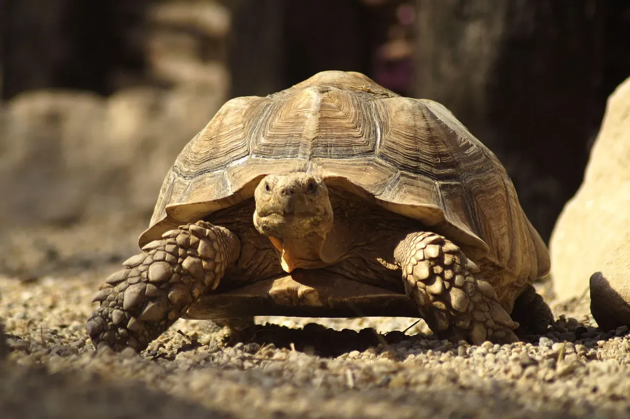 #10 - The True Depth of Tortoise Memory (Image Credits: Pixabay)