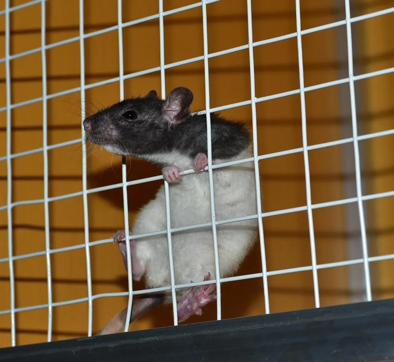 #7 - The Rat (Image Credits: Pixabay)