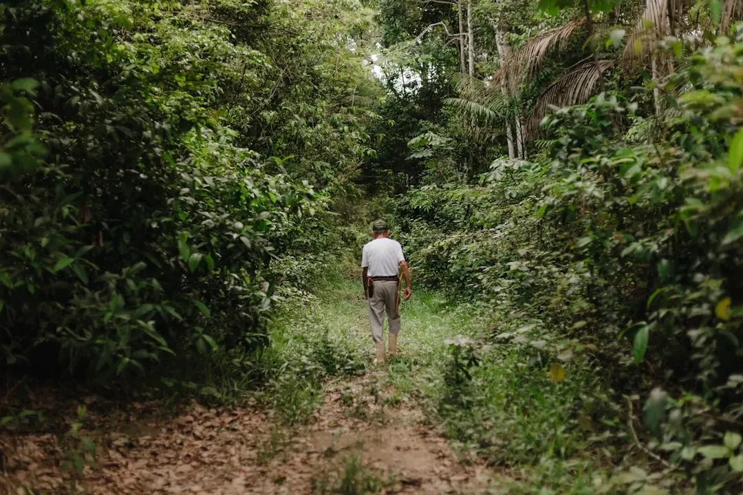 Forest gardens: how useful trees give away human influence (Image Credits: Unsplash)