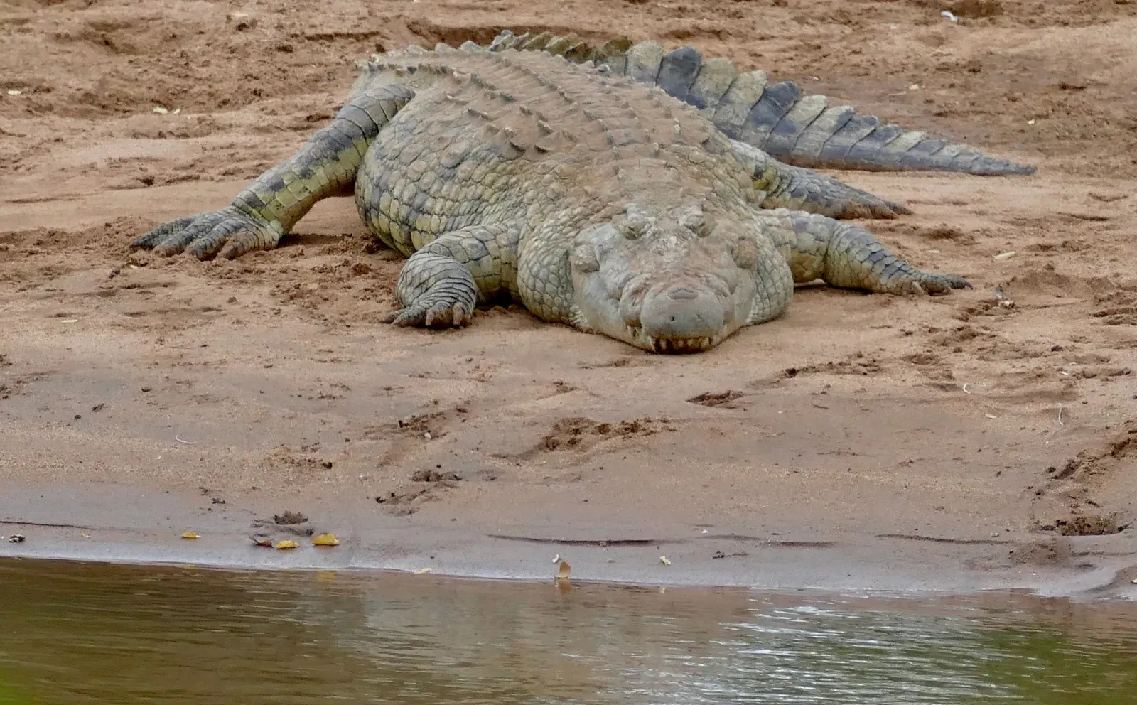 #8 - A Metabolism That Barely Needs Fuel (Nile Crocodile (Crocodylus niloticus) resting on Luvuvhu riverbank ..., CC BY-SA 2.0)