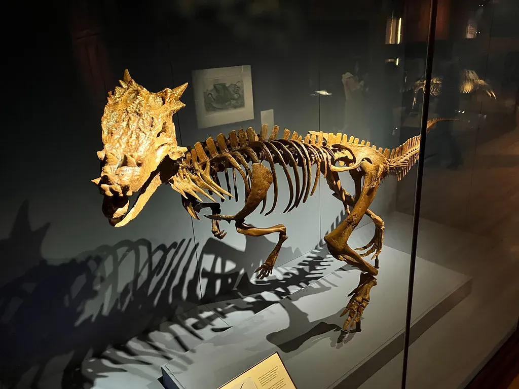 #5 - Dracorex hogwartsia: The Harry Potter Dinosaur That Got Erased By Its Own Growth Spurt (quinet, Flickr, CC BY 2.0)