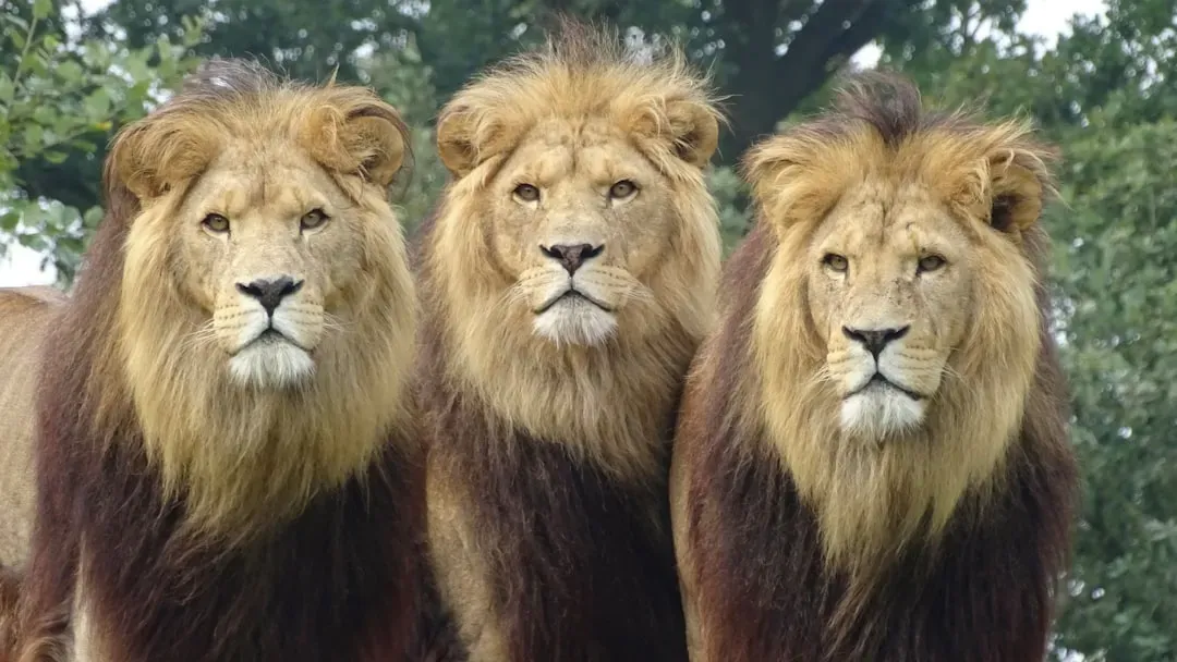 Finding Your Leadership Spirit Animal (Image Credits: Unsplash)