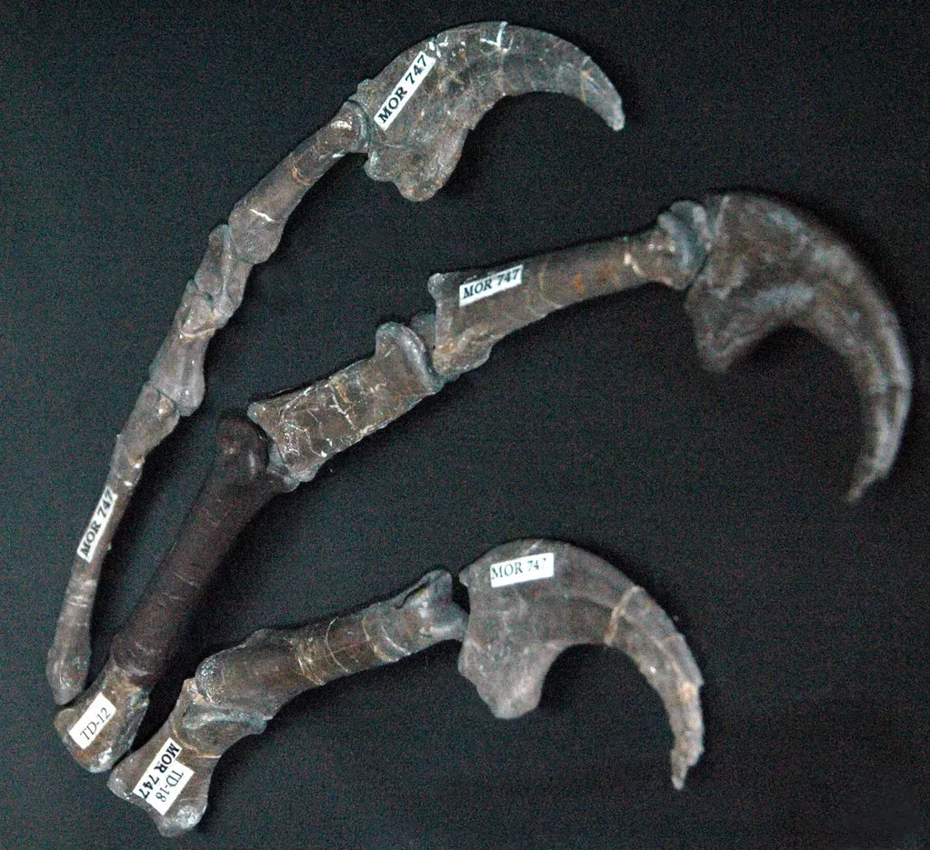 Theropod Hands: Stop Turning the Dinosaur Wrists the Wrong Way (James St. John, Flickr, CC BY 2.0)