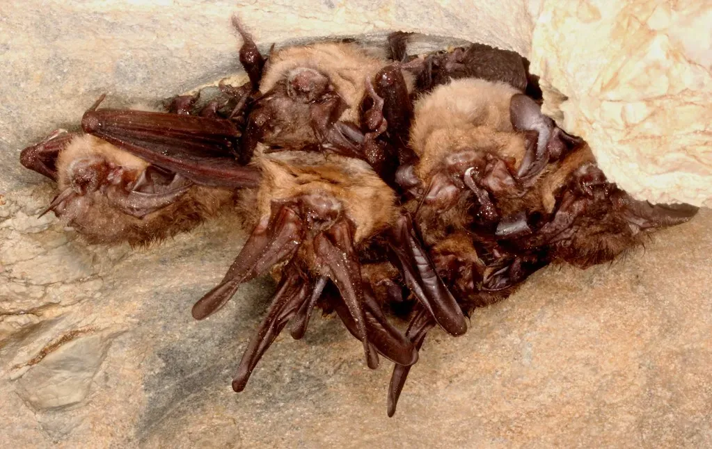 Bioko Island Bat: Africa's 1,500th Bat Species (Image Credits: Flickr)