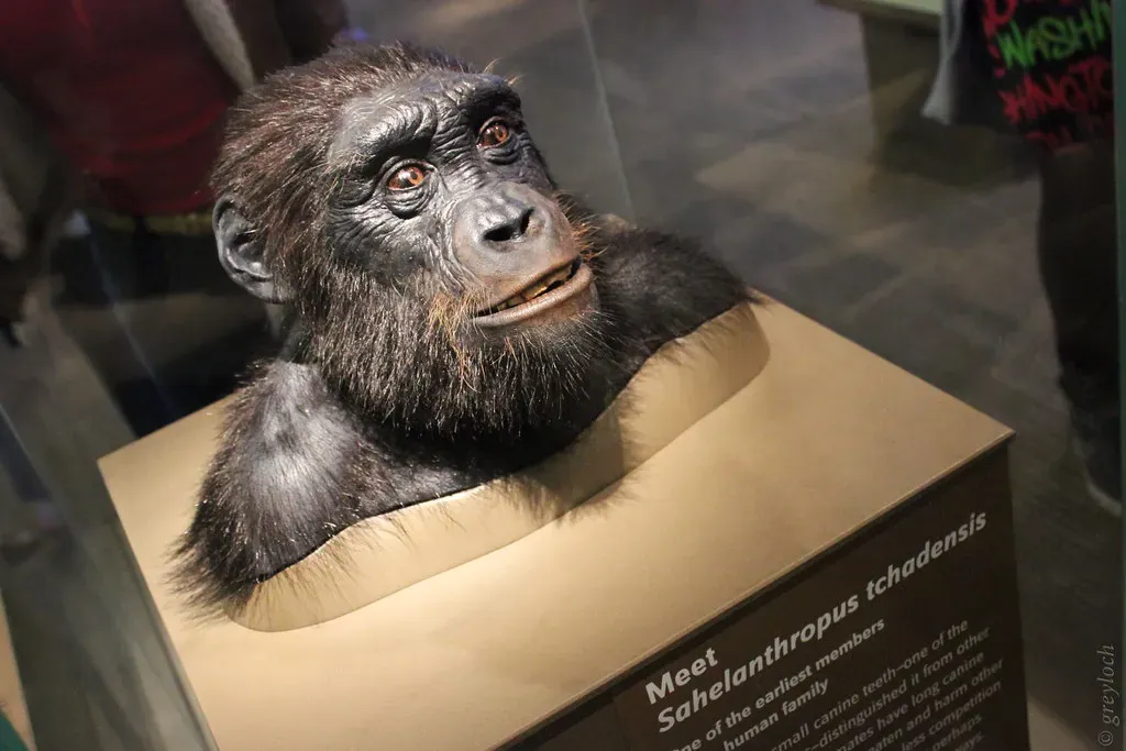 Fossils That Started the Uproar: Sahelanthropus, Orrorin, and Ardipithecus (greyloch, Flickr, CC BY-SA 2.0)