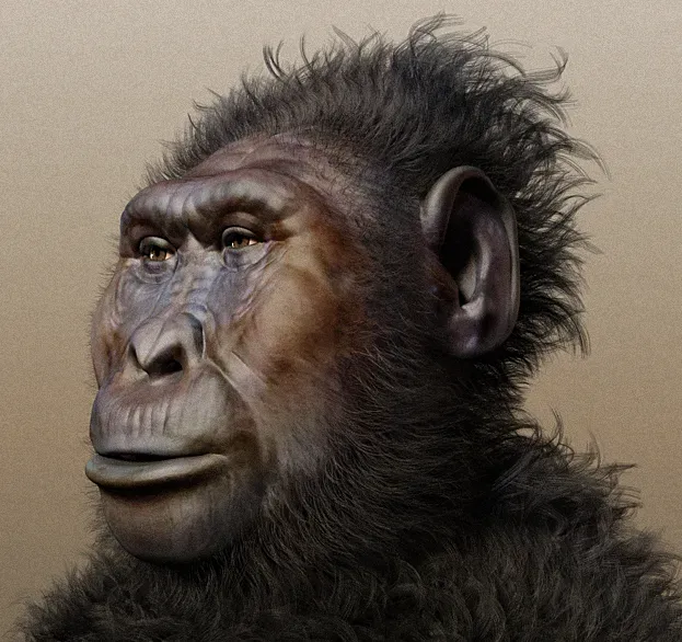 #10 - Paranthropus boisei's Territory Just Doubled (By Draw made by Cicero Moraes and 3D scanning of the skull by Dr. Moacir Elias Santos., CC BY-SA 4.0)