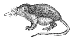 #8 - Cuban Solenodon: The Venomous Mammal That Reappeared in the 1970s (By Monika Betley, Public domain)