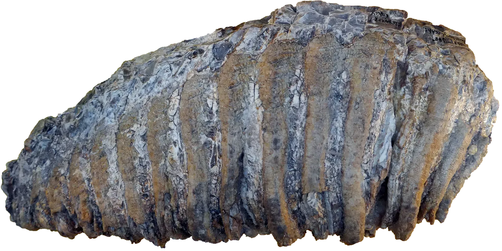 #5 - Mammoths Roamed Hundreds of Miles Farther East Than We Thought (By Tiia Monto, CC BY 4.0)