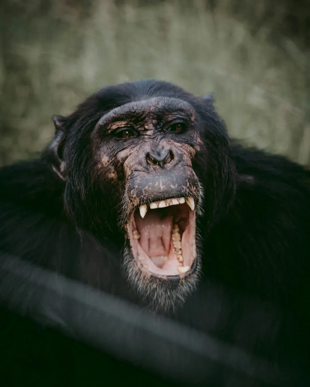 Apes, Rats, and Playful Giggles: The Animal Clues (Image Credits: Unsplash)