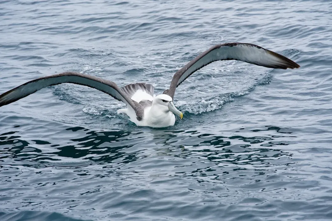 Sagittarius – The Albatross (Image Credits: Unsplash)
