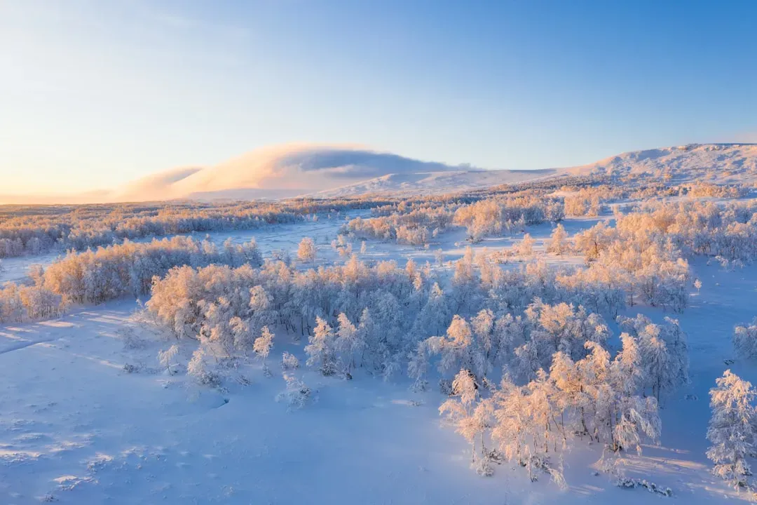 The Permafrost-Free Arctic Forests (Image Credits: Unsplash)