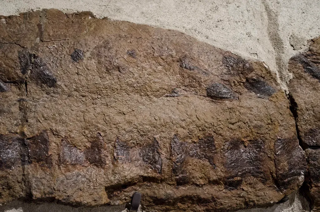 How Skin Fossilizes When It Really Shouldn’t (Tim Evanson, Flickr, CC BY-SA 2.0)